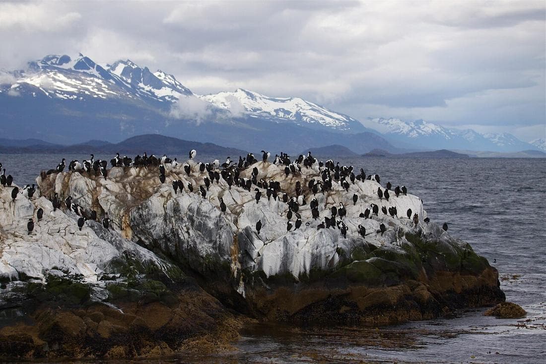 Colonia de cormoranes en el Canal Beagle