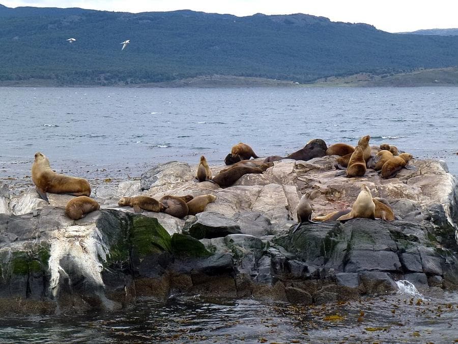 Lobos marinos en un islote del Canal Beagle