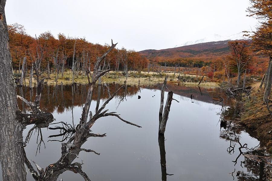 Bosque de lengas en otoño, Parque Nacional Tierra del Fuego